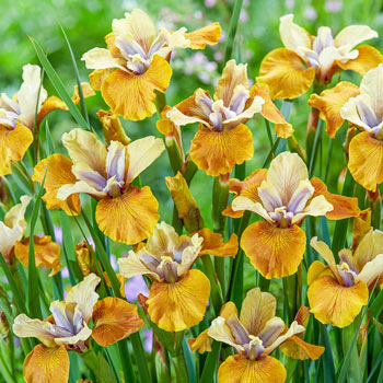 Colonel Mustard Siberian Iris