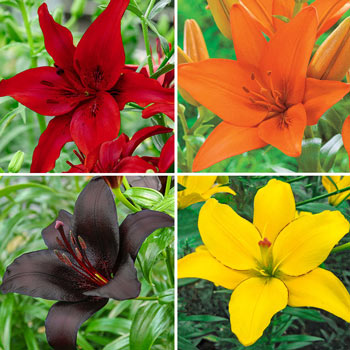Oriental Lily Collection - Stargazer, Brasillia, Dizzy, and Oriental Lily Collection - Stargazer, Brasillia, Dizzy, and