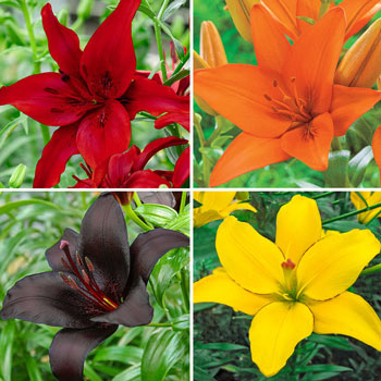 Oriental Lily Collection - Stargazer, Brasillia, Dizzy, and 