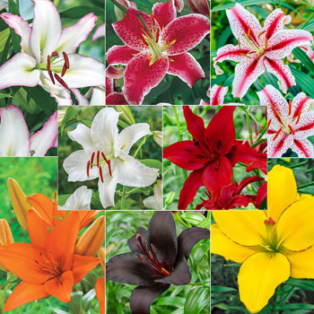 Oriental Lily Collection - Stargazer, Brasillia, Dizzy, and 