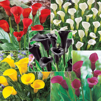 Calla Lily Collection