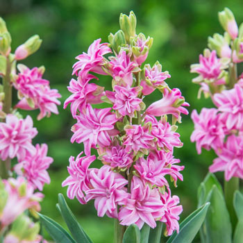Rainbow Road UltraDouble<sup>™</sup> Hyacinth