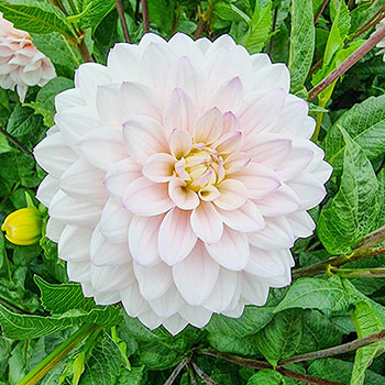 Silver Years Dahlia