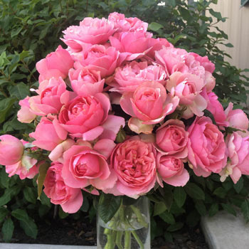 Rose Twilight Zone 5gal Grandiflora – Cornell Farm