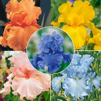 Solid-Colour Bearded Iris Collection