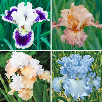 Fragrant Bearded Iris Collection