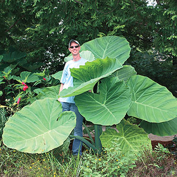 Colocasia gigantea 'Thailand Giant' | Brecks Premium Bulbs