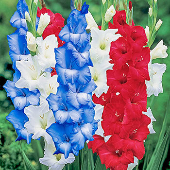 Fly Your Flag Gladiolus Mixture