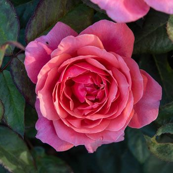 Twilight Zone  Grandiflora Rose