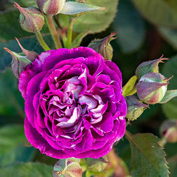 Cosmic Clouds Shrub Rose | Shop Roses | Save at Breck's