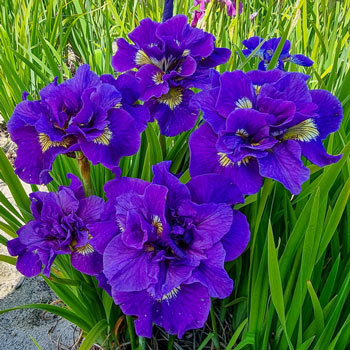 Kaboom Double-Flowered Siberian Iris