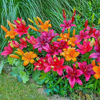Fiery Temper Carpet Border Lily<sup>™</sup> Mixture