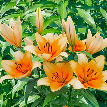 Yellow Bruse Tiger Lily (2/bag) - Gilbert H. Wild & Son