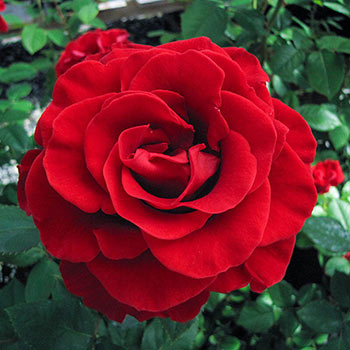 Mister Lincoln Hybrid Tea Rose