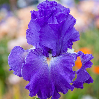 Speeding Again Reblooming Bearded Iris | Shop Online | Breck's