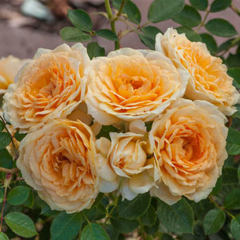 Edith's Darling<sup>®</sup> Shrub Rose