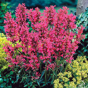 Shop Red Fortune Anise Hyssop | Sun Perennials | Breck's