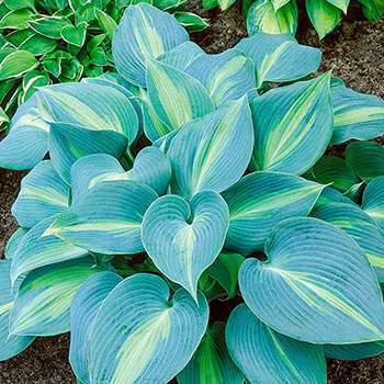 Touch of Class Hosta Plants | Shop Online | Breck's