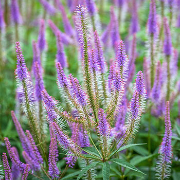 Fascination Culvers Root | Sun Perennials | Brecks Gifts