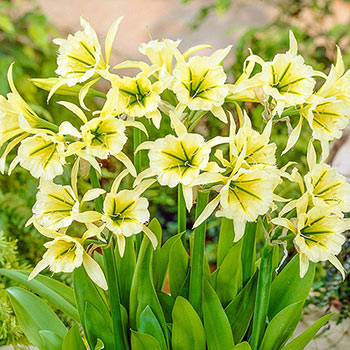 Sulphur Queen Peruvian Daffodil