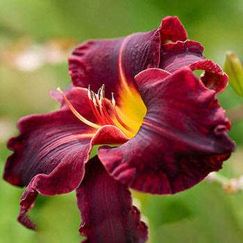 Ed Murray Daylily