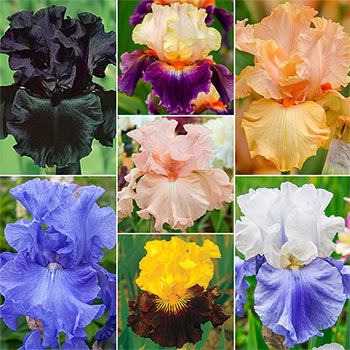 Breck's® Rainbow Iris Collection