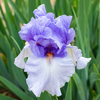 Villa Erba Bearded Iris