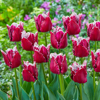 San Pablo Tulip