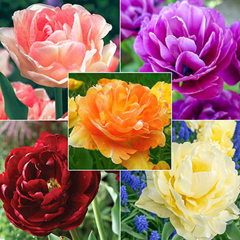 WOW!<sup>®</sup> Peony-Flowering Tulip Collection