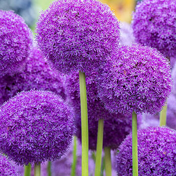 Ambassador Allium