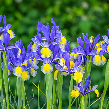 Ice Cream Dinner Plate™ Japanese Iris