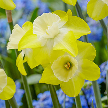 Regeneration Daffodil