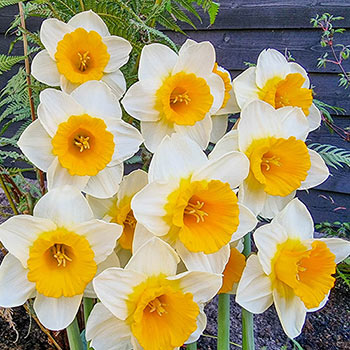 Warm Embrace Daffodil