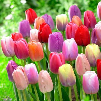 WOW!<sup>®</sup> Pride Perennial Tulip Mixture
