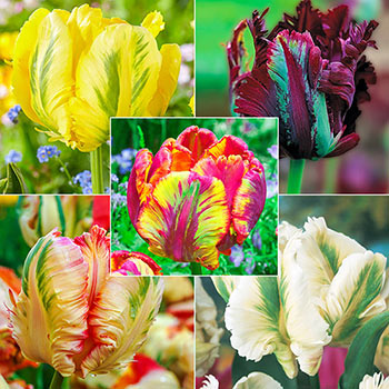 WOW!<sup>®</sup> Parrot Tulip Collection