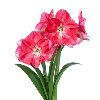 Candy Queen Amaryllis Bulb