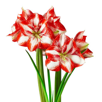 Pierrot Amaryllis Bulb | Save More | Shop Today at Breck's