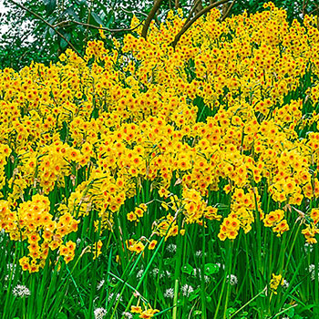 Martinette Daffodil