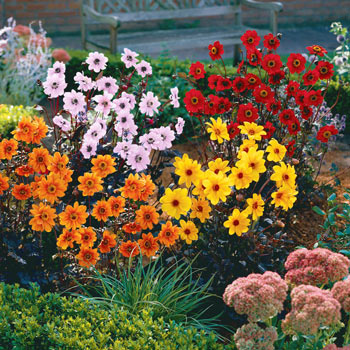 Dark-Leaved Bishop Dahlia Collection