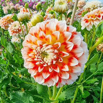 Buy Jowey Fantasy Dahlia | Decorative Dahlias | Breck's