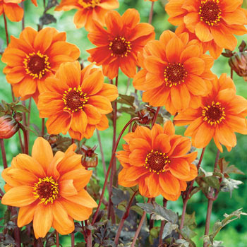 Bishop of Oxford Dahlia