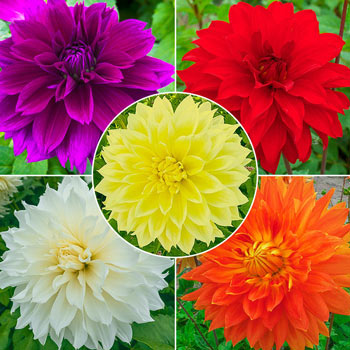 Classic Dinnerplate Dahlia Collection