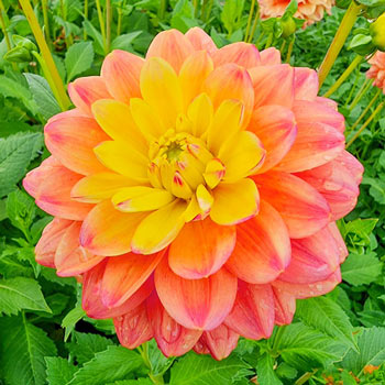 Buy Princess Erika Dahlia | Patio and Border Dahlias | Breck's