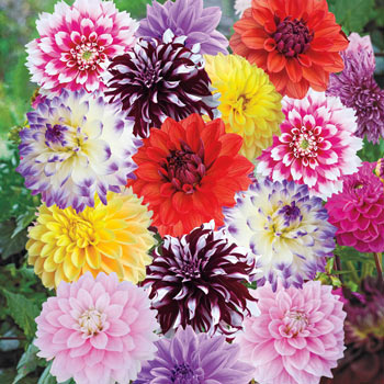 Deluxe Dahlia Mixture