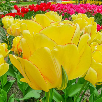 Darwin Hybrid Tulip Akebono