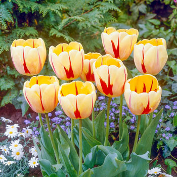 Darwin Hybrid Tulip Burning Heart | Brecks Premium Bulbs