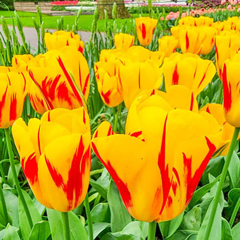 Triumph Tulip Washington