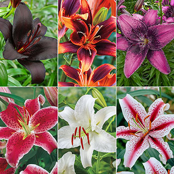 Super Lily Collection