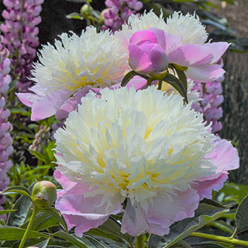 Touch of Class Peony