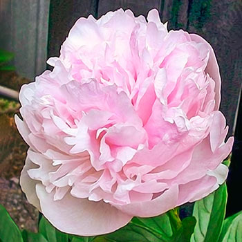 Lady Orchid Peony